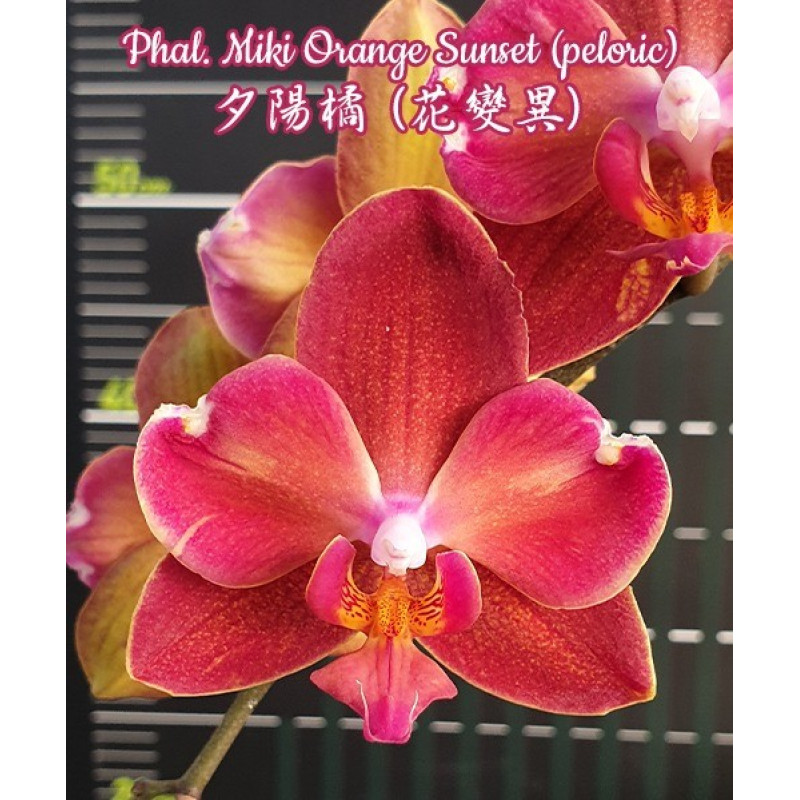 142　おにみど Орхидея Phal. Miki Orange Sunset бабулетка - купить, доставка Украина